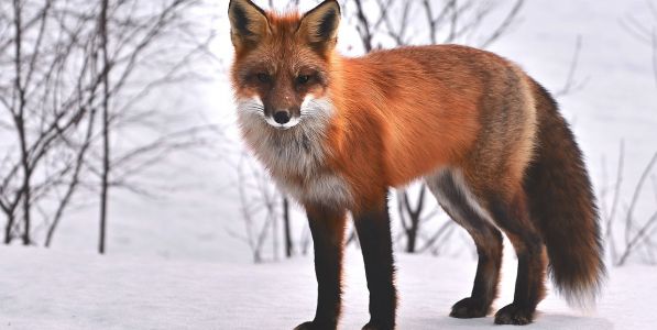 Hvad spiser en ræv?