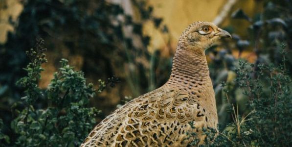 Hvad spiser fasaner?